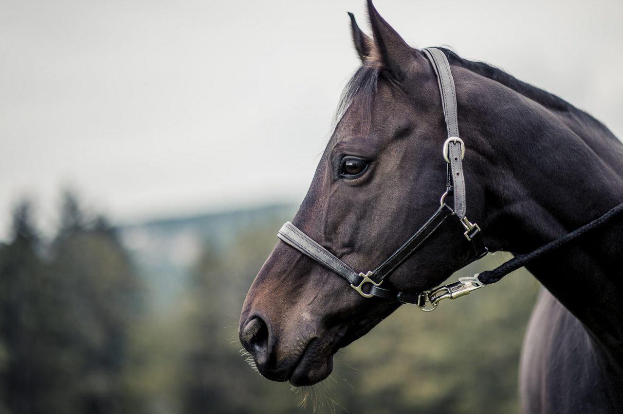 Brautpaar mit Pferden